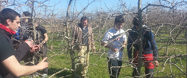 Pruning at Sant Pere Pescador
