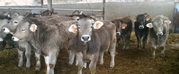 BIT Livestock breeding