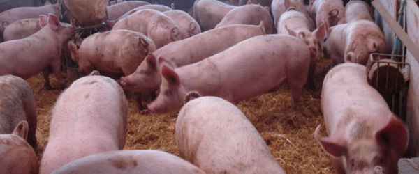 Proper curs de Benestar animal en granges de porcs